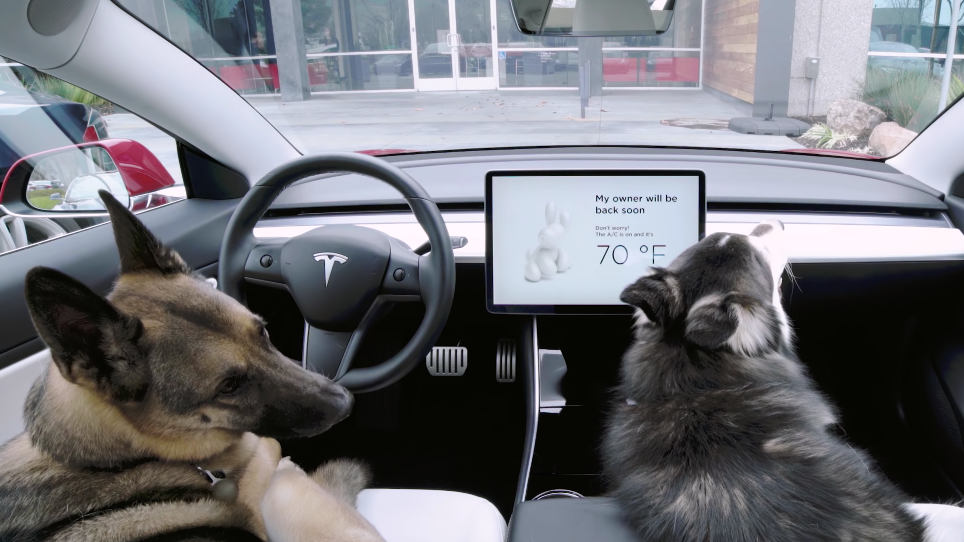 Tesla dog mode sentry mode