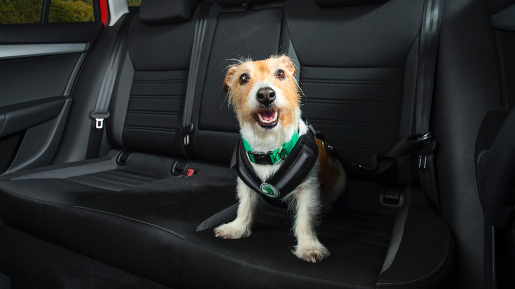 The dangers of dogs in hot cars