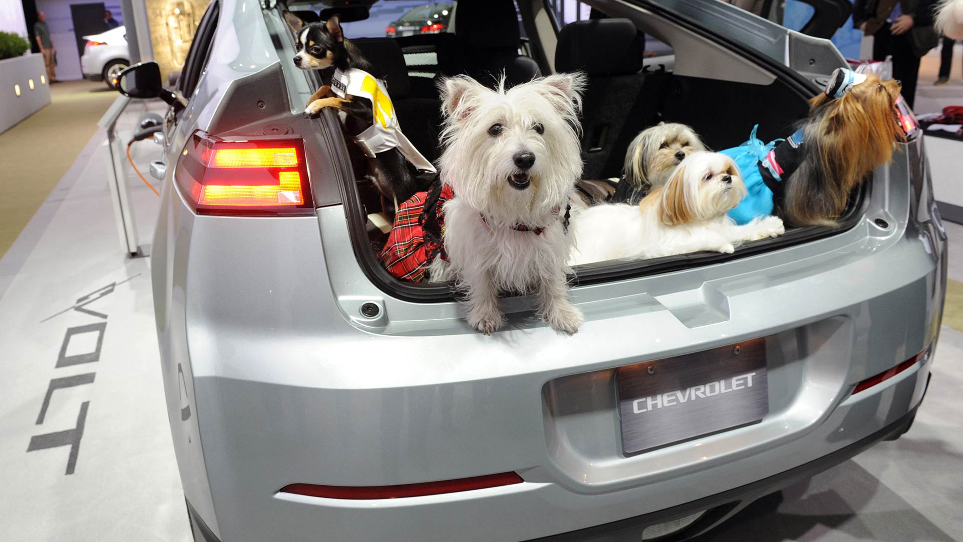 Danger of unrestrained pets in cars