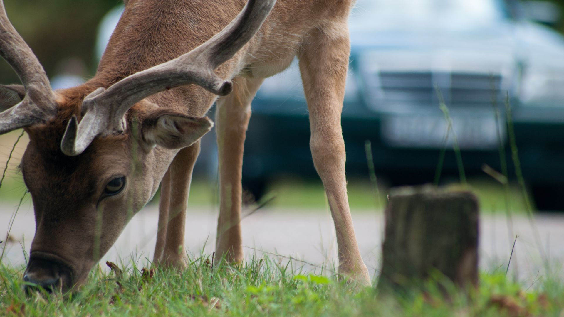 Deer danger to drivers
