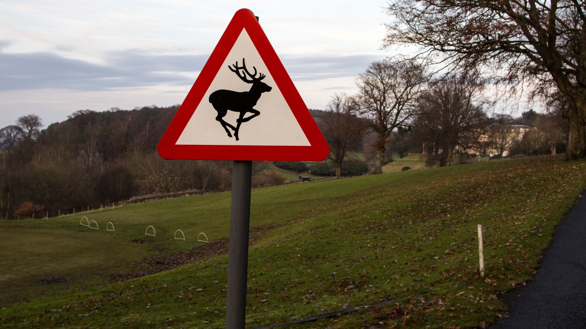 Deer danger to drivers