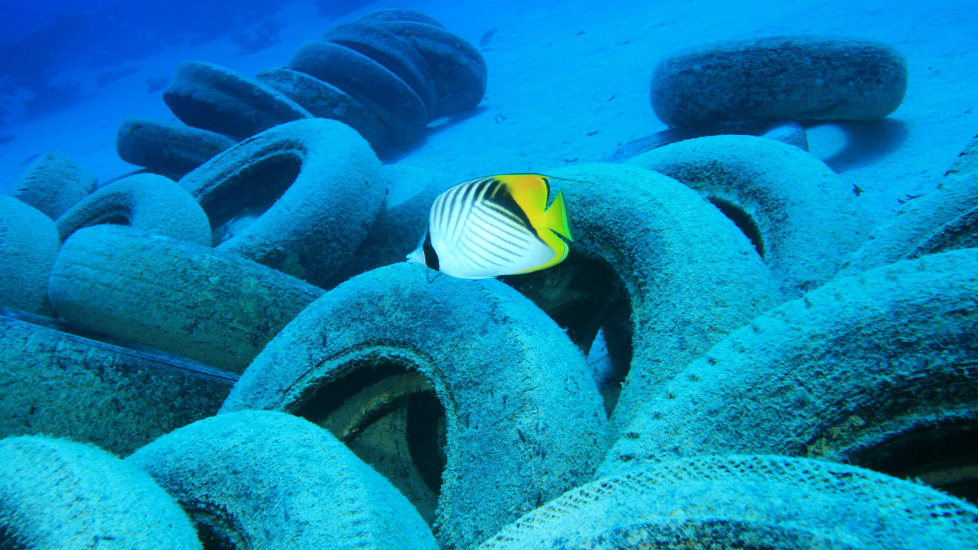 Car tyres a stealthy source of ocean pollution