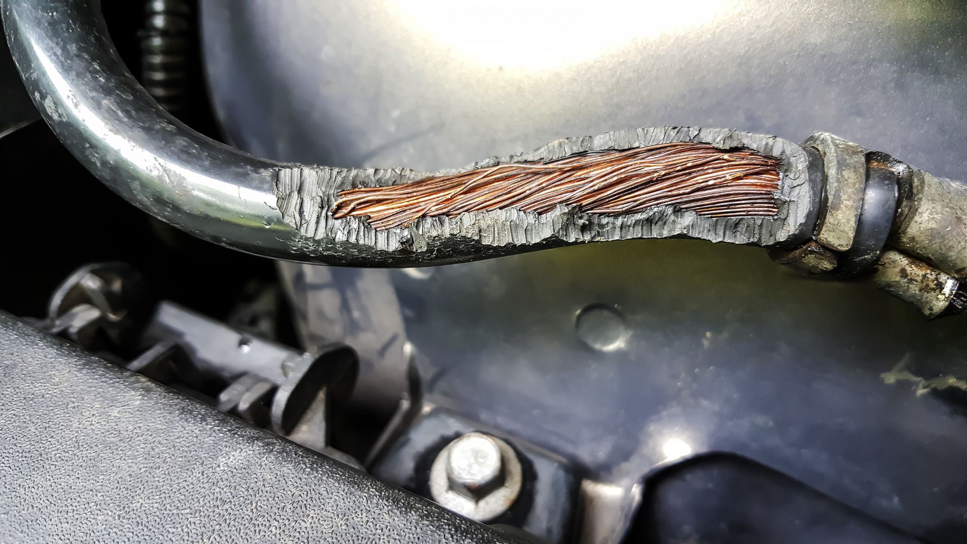 Ecotricity car charger rat problem