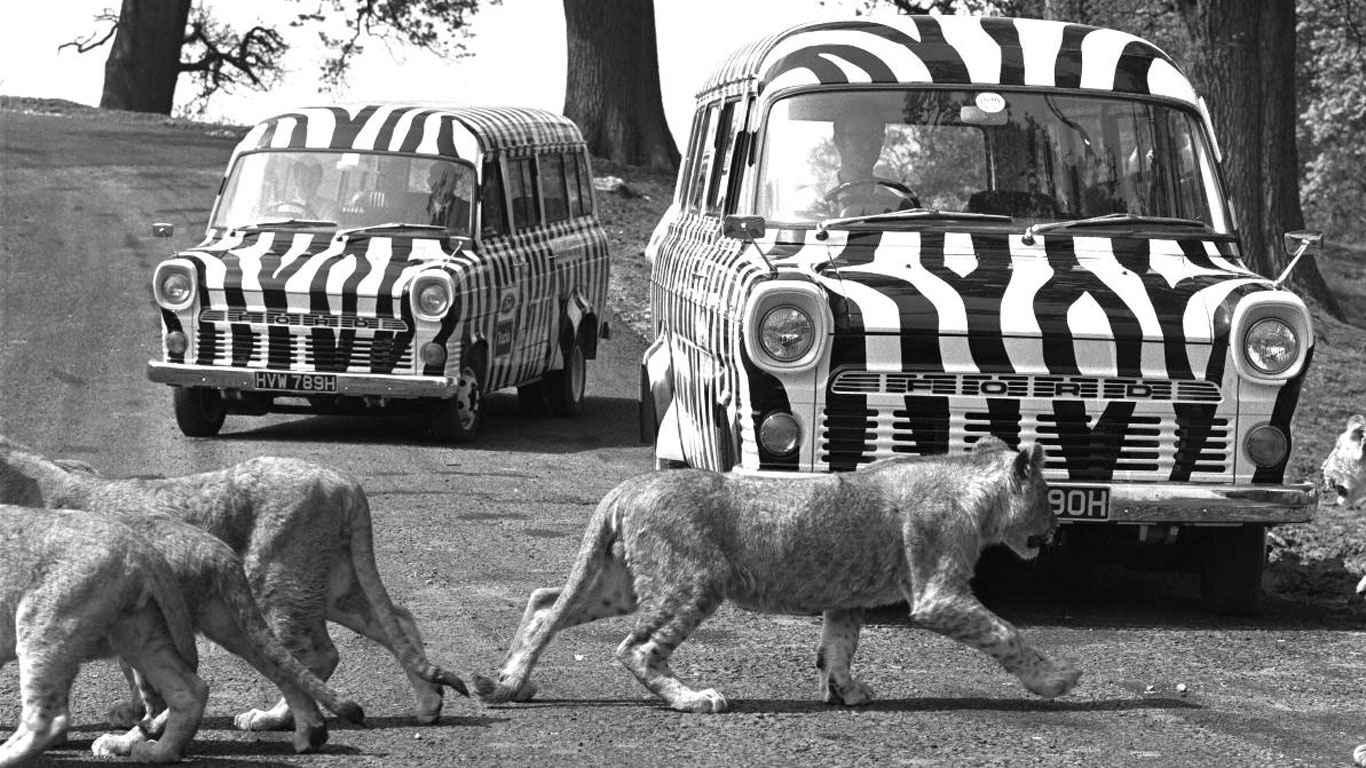 Ford Transit: lions