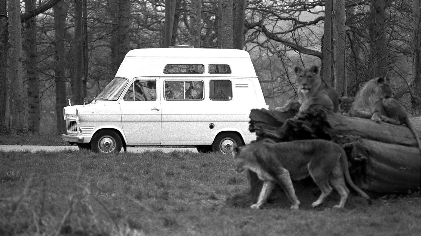 Ford Transit: more lions