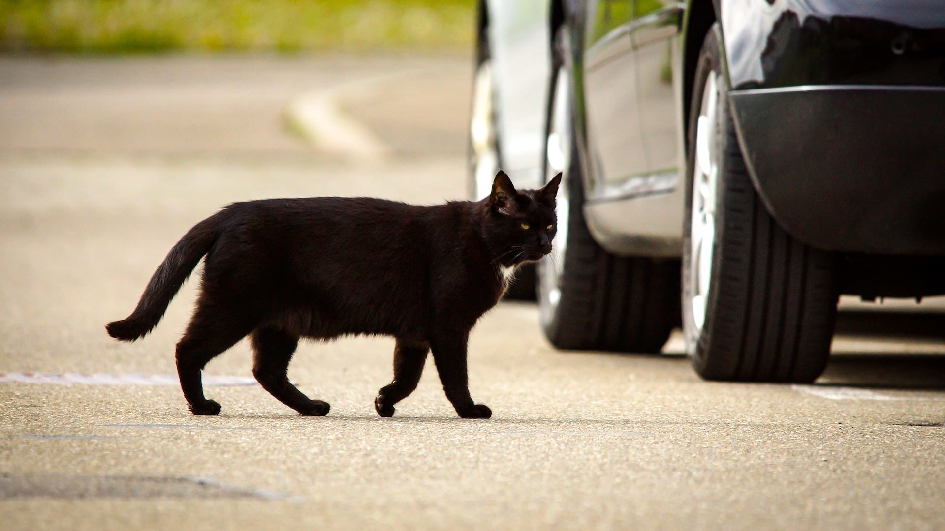 Road Traffic Act on cat collisions