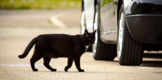Road Traffic Act on cat collisions