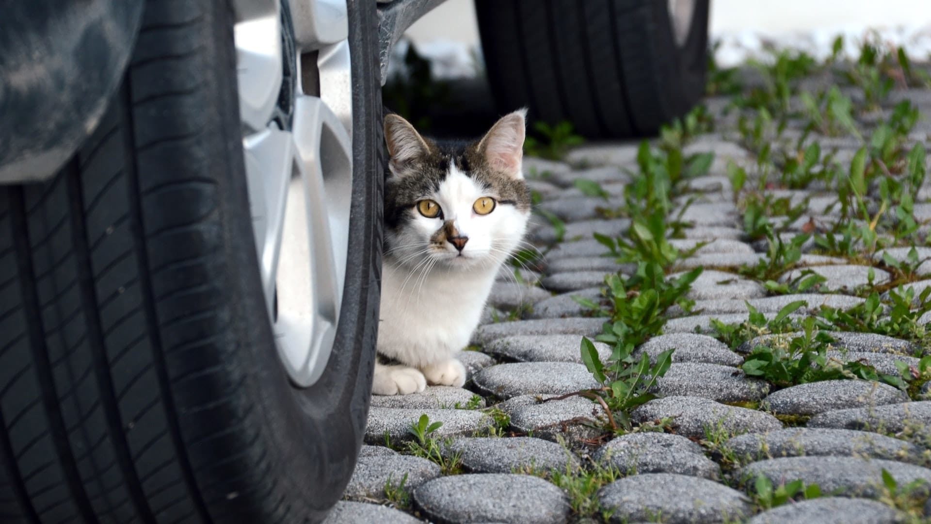 Road traffic laws regarding cat collisions