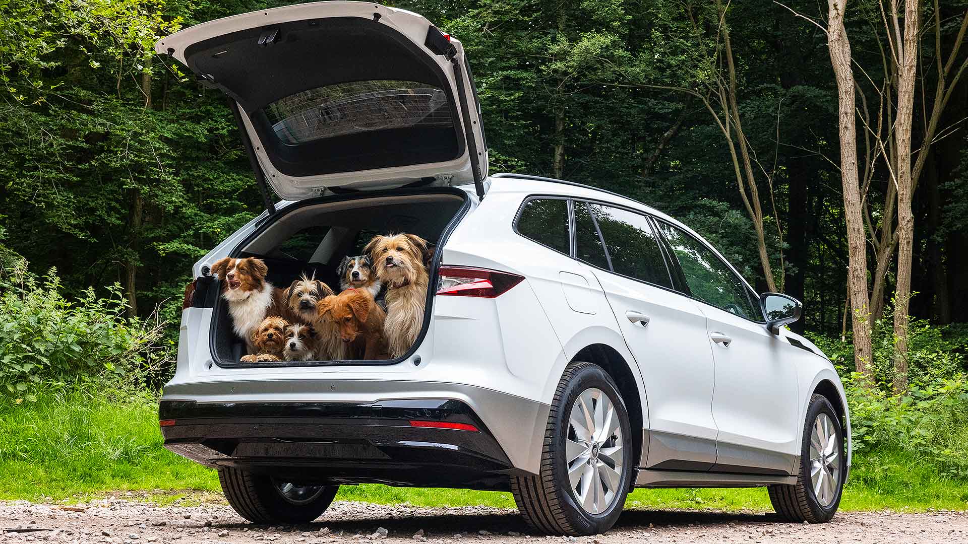 Best Car for Dog Owners – Skoda Enyaq