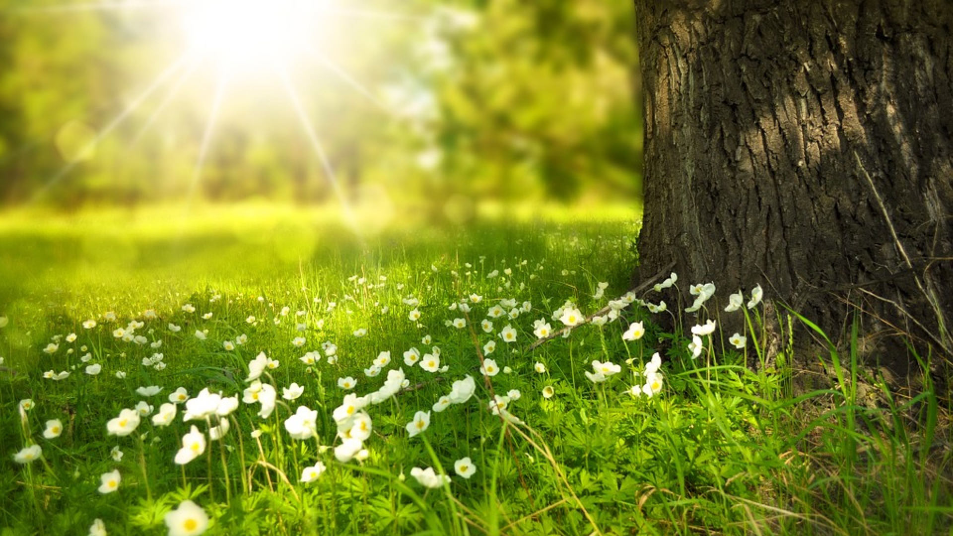Volvo Hay Fever Driving Survey